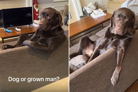 Dogs Sitting Like Humans