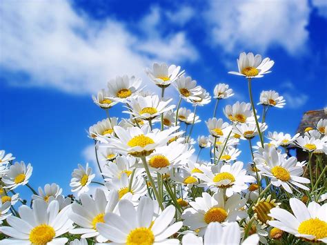 Image result for Spring Images for Desktop