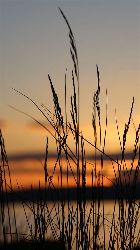 Download wallpaper 2160x3840 sunset, grass, dusk, evening samsung ...