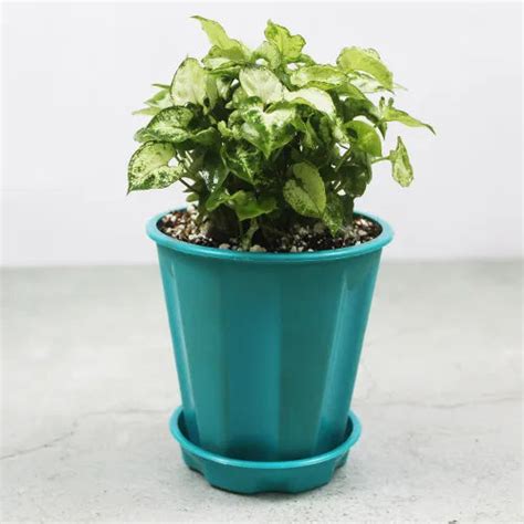 Syngonium Plant | Mini Pixie Plant – Lalit Enterprise