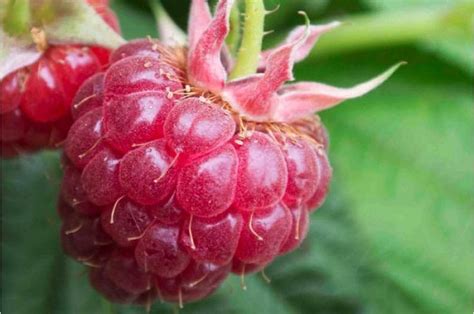 Planting Autumn Raspberry Plants 的图像结果