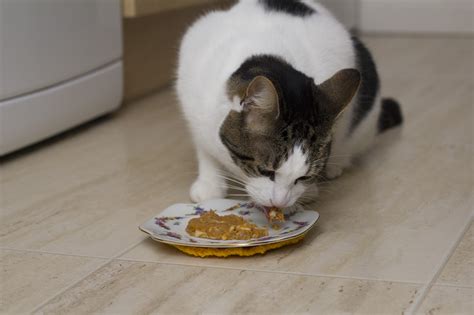 Cat Eating Pancakes