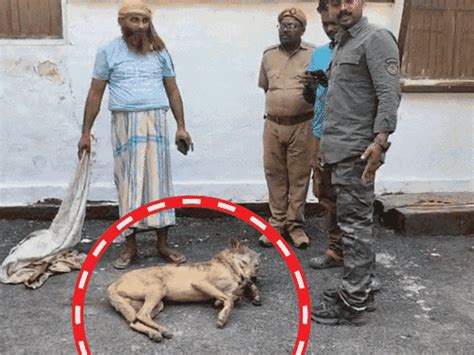 man eating wolf killed in bahraich forest encounter shooter fires wolf ...