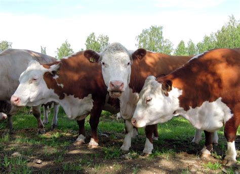 Free Images : landscape, sky, farm, countryside, animal, summer, food, pasture, grazing ...
