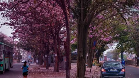 Bengaluru looks like Japan as pink trumpets take over the city – See Pics