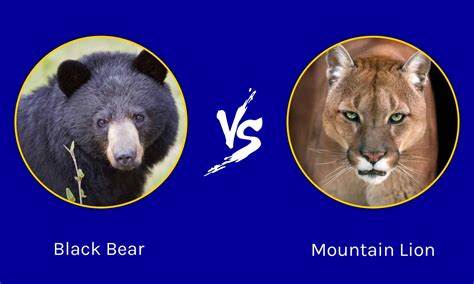 California Clash: Who Emerges Victorious in a Black Bear vs. Mountain ...