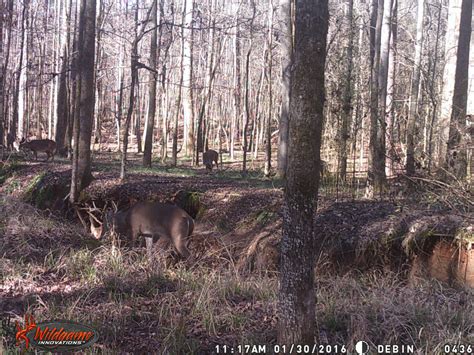 1,000-Acre QDM Property in Wilkes Co, GA - Hunting Leases ...