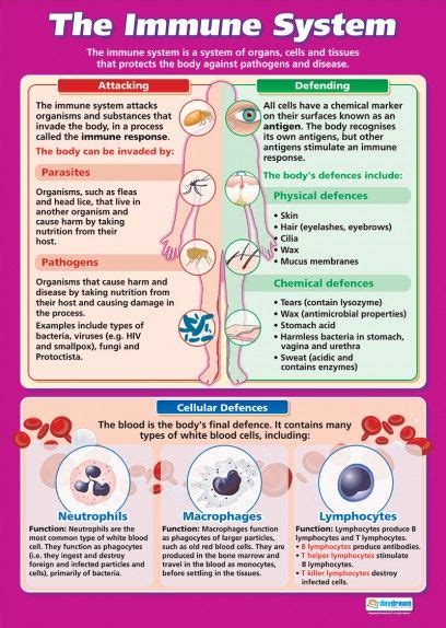 immune system poster
