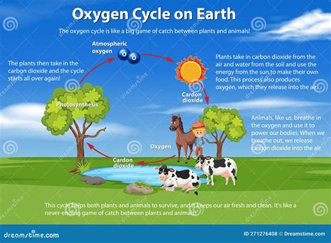 Why Is Oxygen Important To Humans And Animals at Stephanie Trumble blog