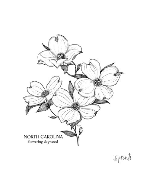 North Carolina Dogwood Ink Illustration - Printable Art by 10 West Prints