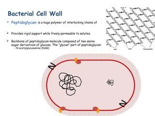 Prokaryotic Cell Structure 的图像结果