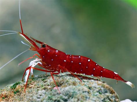 Shop Shrimps & Snails at FRESHWATERAQUATICA | FRESHWATERAQUATICA