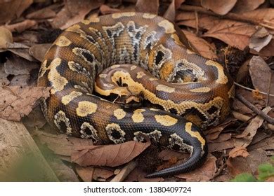 Python Brongersmai Care 的图像结果