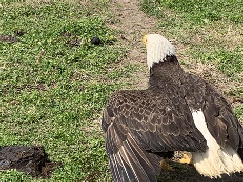 LDWF Ties with Wings of Hope Leads to Rehab, Release of Bald Eagle ...