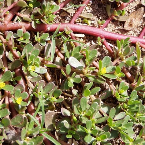 Amazon.com : 1500+ Purslane Seeds Green Plants Fresh Garden Seeds : Patio, Lawn & Garden