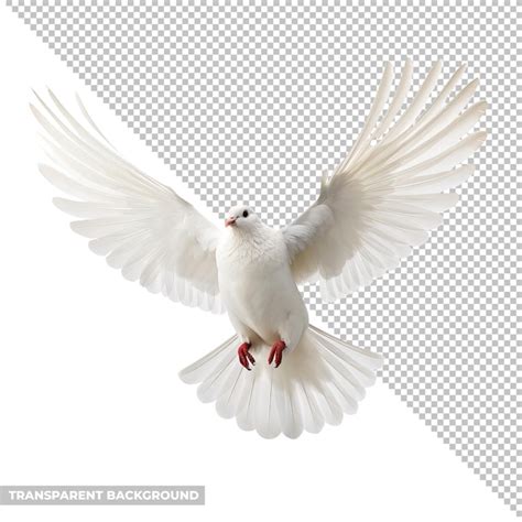 Psd dove isolated without background | Premium PSD