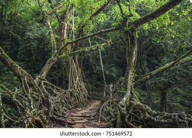 Image result for Tree Root Bridge
