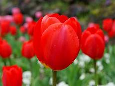 significato fiori tulipani flowers and co significato fiori tulipani flowers and co