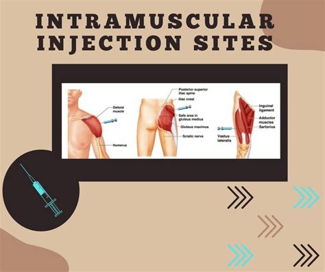 Testosterone Injection Sites 的图像结果
