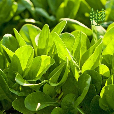 HYOFarms India®-Garden Store