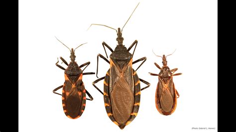 Deadly disease caused by blood-sucking insects spreading in US, CDC says