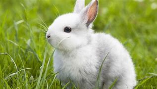 Image result for Cute Rabbit 4K