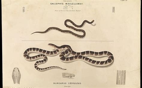 If Snakes Do Not Freak You Out, You Have To Check Out Bhau Daji Lad ...