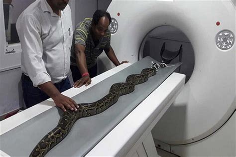 तस्वीरों में देखें 8 फीट लंबे अजगर का हुआ सीटी स्कैन - see 8 feet long ...
