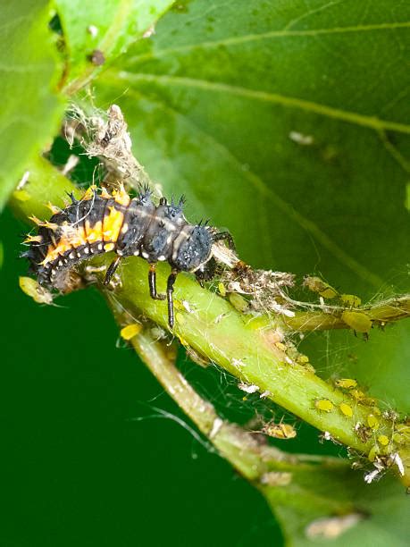 Biological Control Examples 的图像结果