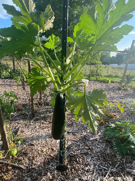 How to start growing zucchini vertically it s easy – Artofit