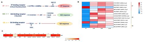 Glucomannan Accumulation Induced by Exogenous Lanthanum in ...