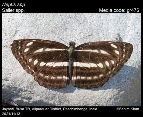 Neptis spp. | Butterfly