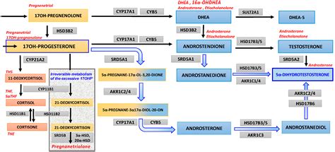 Non-Classic Disorder of Adrenal Steroidogenesis and Clinical Dilemmas ...