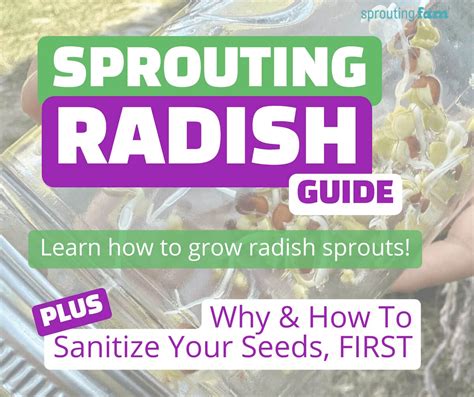 Image result for Radished Sprouting