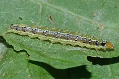 Leaf webber pests threaten mango, guava, and litchi orchards - Nursery ...
