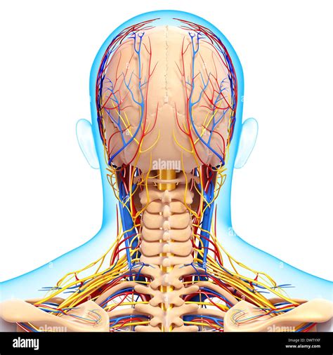 Blood circulation nape of the neck drawing Stock Photo - Alamy