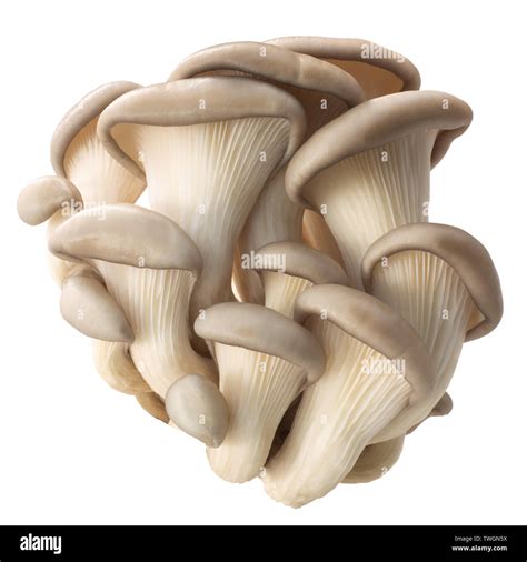 Oyster mushrooms (Pleurotus ostreatus), an edible cultivated fungi ...