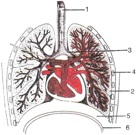 The Respiratory System Solutions - Biology Class 9 ICSE - The ...