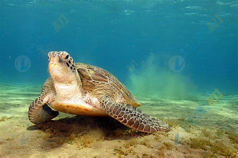 海龟在水中的海龟中美洲的高清图片下载-正版图片506735997-摄图网