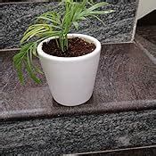 Guuchuu Enterprises Chamaedorea Mini Palm Indoor Live Plant In White ...