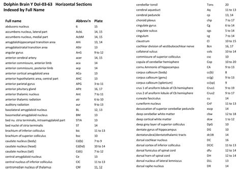 Atlas of the Brain of a Dolphin — Comparative Brain Anatomy