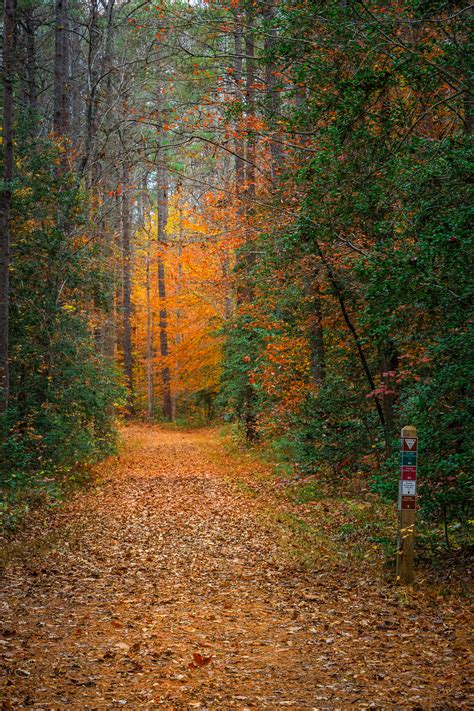 Download wallpaper 2400x3600 forest, trees, path, fallen leaves, nature ...