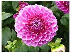 ca fiore dahlia botanica ca fiore dahlia botanica