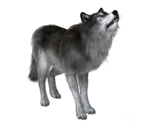 Dire wolf on white background, rear view. Poster 8周年記念イベントが