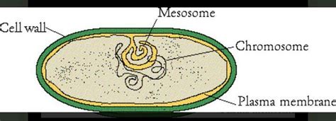 Chemical nature of mesosome bacteria - Brainly.in