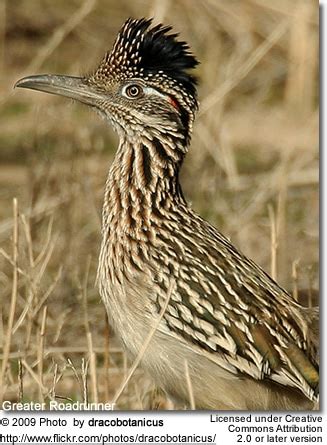 Road Runner Running 的图像结果