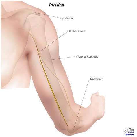 Humerus Radial Nerve Anatomy