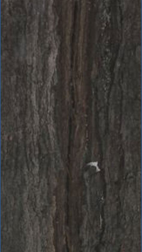 Image result for Trees Explode Cold