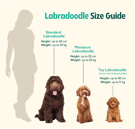 Labradoodle Full Grown Size Labradoodle Owner's Guide | Greencross