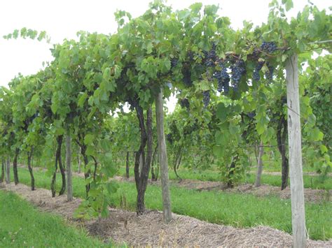 Alexis Bailly Vineyard Restaurant Info and Reservations